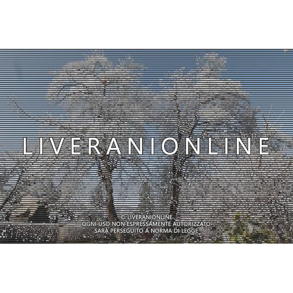 (121224) -- JIUJIANG, Dec. 24, 2012 () -- Photo taken on Dec. 23, 2012 shows the rime scenery at the Lushan Mountain scenic area in east China\'s Jiangxi Province. (/Shen Junfeng) (ry) ©photoshot/Agenzia Aldo Liverani Sas - ITALY ONLY - Il paesaggio con gli alberi coperti dalla brina nella zona del Monte Lushan nella zona est della Cina provincia di Jiangxi.