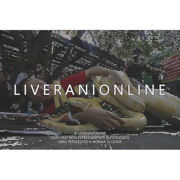 121228) -- MALABON CITY, Dec. 28, 2012 () -- Un pitone Burmese albino avvolge il corpo di un addetto dello zoo durante la celebrazione dell\'arrivo dell\'anno del serpente per lo zodiaco cinese allo zoo a Malabon City,nelle Filippine, Dec. 28, 2012. (/Rouelle Umali)(zjl) ©Photoshot/AGENZIA ALDO LIVERANI SAS-ITALY ONLY - EDITORIAL USE ONLY