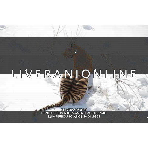 (121230) -- QINGDAO, Dec. 30, 2012 () -- A Siberian tiger lies on its stomach on snow in Qingdao Forest Wildlife Park in Qingdao, east China\'s Shandong Province, Dec. 30, 2012. (/Rao Song) (zn) ©Photoshot/AGENZIA ALDO LIVERANI SAS-ITALY ONLY - EDITORIAL USE ONLY