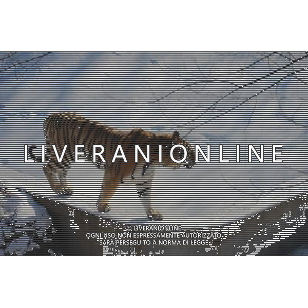(121230) -- QINGDAO, Dec. 30, 2012 () -- A Siberian tiger treads on snow in Qingdao Forest Wildlife Park in Qingdao, east China\'s Shandong Province, Dec. 30, 2012. (/Rao Song) (zn) ©Photoshot/AGENZIA ALDO LIVERANI SAS-ITALY ONLY - EDITORIAL USE ONLY