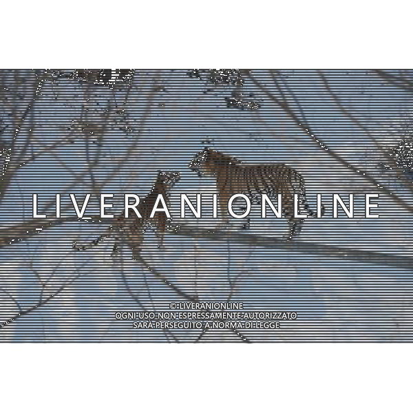 (121230) -- QINGDAO, Dec. 30, 2012 () -- Siberian tigers tread on snow in Qingdao Forest Wildlife Park in Qingdao, east China\'s Shandong Province, Dec. 30, 2012. (/Rao Song) (zn) ©Photoshot/AGENZIA ALDO LIVERANI SAS-ITALY ONLY - EDITORIAL USE ONLY