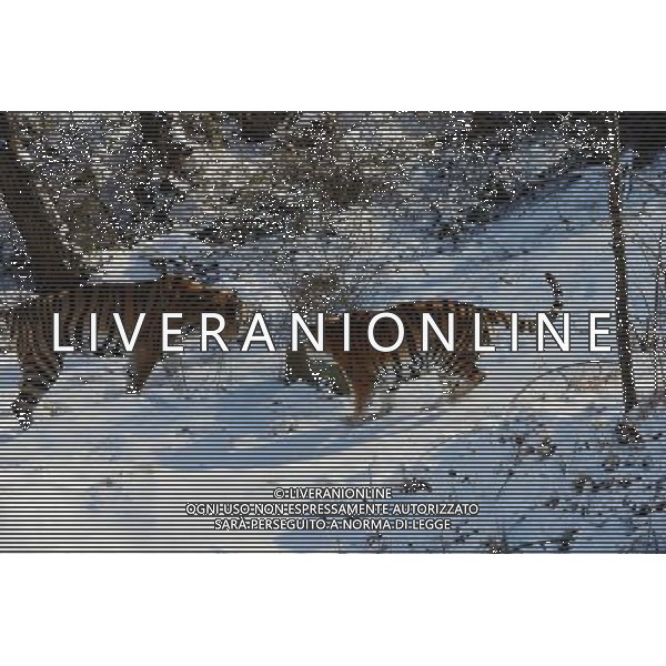 (121230) -- QINGDAO, Dec. 30, 2012 () -- Siberian tigers tread on snow in Qingdao Forest Wildlife Park in Qingdao, east China\'s Shandong Province, Dec. 30, 2012. (/Rao Song) (zn) ©Photoshot/AGENZIA ALDO LIVERANI SAS-ITALY ONLY - EDITORIAL USE ONLY