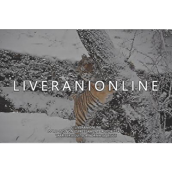 (121230) -- QINGDAO, Dec. 30, 2012 () -- A Siberian tiger plays in Qingdao Forest Wildlife Park in Qingdao, east China\'s Shandong Province, Dec. 30, 2012. (/Rao Song) (zn) ©Photoshot/AGENZIA ALDO LIVERANI SAS-ITALY ONLY - EDITORIAL USE ONLY