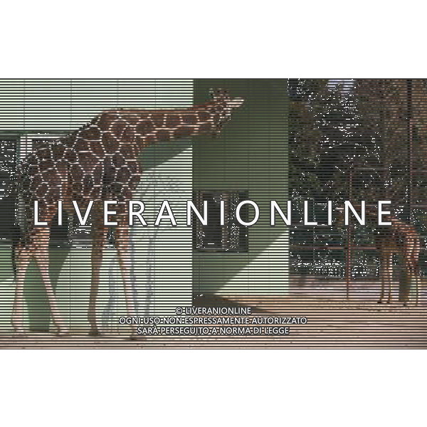 (121231) -- NANJING, Dec. 31, 2012 () -- Giraffes stand in the sunshine during the winter in the Hongshan Forest Zoo in Nanjing, capital of east China\'s Jiangsu Province, Dec. 30, 2012. (/Wang Xin) (hdt) ©Photoshot/AGENZIA ALDO LIVERANI SAS-ITALY ONLY - EDITORIAL USE ONLY