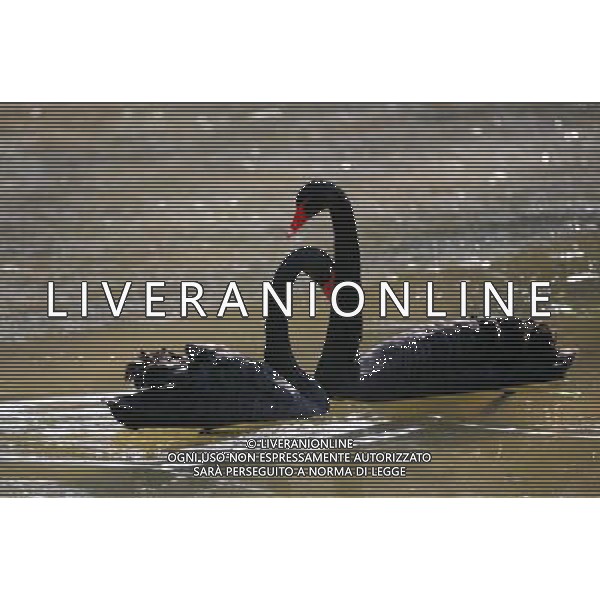 (121231) -- NANJING, Dec. 31, 2012 () -- Black Swans swim in the sunshine during the winter in the Hongshan Forest Zoo in Nanjing, capital of east China\'s Jiangsu Province, Dec. 30, 2012. (/Wang Xin) (hdt) ©Photoshot/AGENZIA ALDO LIVERANI SAS-ITALY ONLY - EDITORIAL USE ONLY