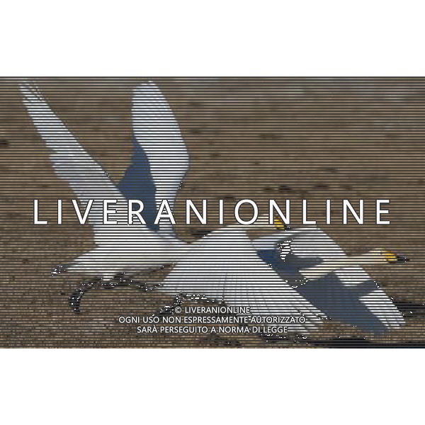 (130102) -- XINING, Jan. 2, 2013 () -- White swans fly along the Qinghai Lake, northwest China\'s Qinghai Province, Jan. 1, 2013. The improving environment of the Qinghai Lake has attracted more swans to spend the winter here. (/Ge Qingmin) (mp) ©Photoshot-ITALY ONLY - EDITORIAL USE ONLY/AGENZIA ALDO LIVERANI SAS