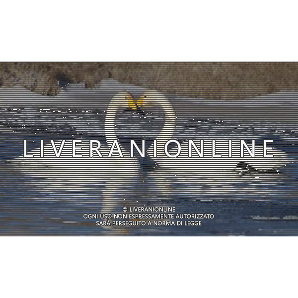 (130102) -- XINING, Jan. 2, 2013 () -- White swans rest on the Qinghai Lake, northwest China\'s Qinghai Province, Jan. 1, 2013. The improving environment of the Qinghai Lake has attracted more swans to spend the winter here. (/Ge Qingmin) (mp) ©Photoshot-ITALY ONLY - EDITORIAL USE ONLY/AGENZIA ALDO LIVERANI SAS