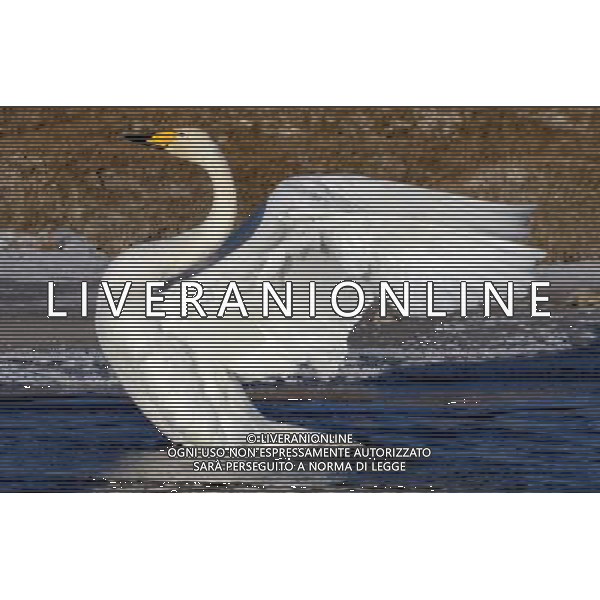 (130102) -- XINING, Jan. 2, 2013 () -- A white swan is seen on the Qinghai Lake, northwest China\'s Qinghai Province, Jan. 1, 2013. The improving environment of the Qinghai Lake has attracted more swans to spend the winter here. (/Ge Qingmin) (mp) ©Photoshot-ITALY ONLY - EDITORIAL USE ONLY/AGENZIA ALDO LIVERANI SAS