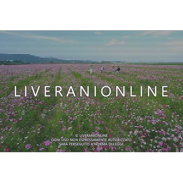 (130102) -- SANYA, Jan. 2, 2013 () -- Tourists visit a garden cosmos (Cosmos bipinnatus) field in Sanya, south China\'s Hainan Province, Jan. 2, 2013. (/Hou Jiansen) (lmm) ©Photoshot-ITALY ONLY - EDITORIAL USE ONLY/AGENZIA ALDO LIVERANI SAS