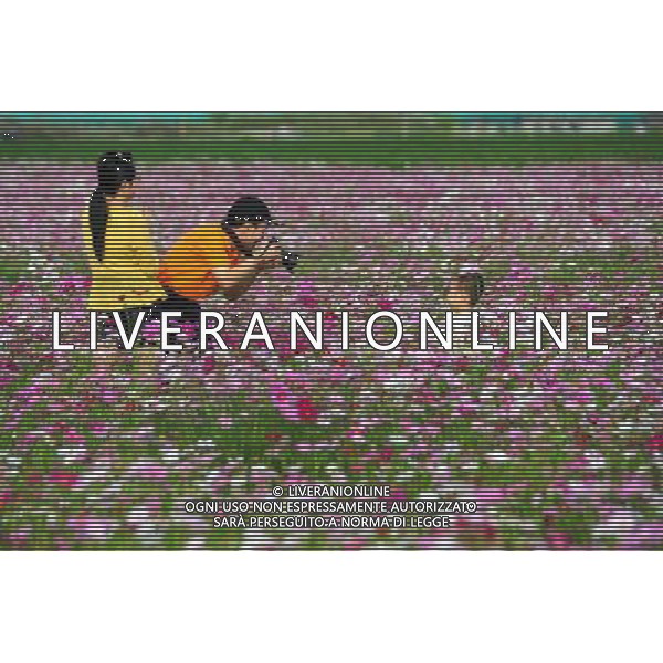 (130102) -- SANYA, Jan. 2, 2013 () -- Tourists take photos in a garden cosmos (Cosmos bipinnatus) field in Sanya, south China\'s Hainan Province, Jan. 2, 2013. (/Hou Jiansen) (lmm) ©Photoshot-ITALY ONLY - EDITORIAL USE ONLY/AGENZIA ALDO LIVERANI SAS