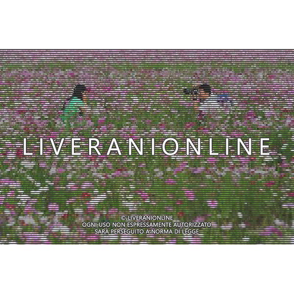 (130102) -- SANYA, Jan. 2, 2013 () -- Tourists take photos in a garden cosmos (Cosmos bipinnatus) field in Sanya, south China\'s Hainan Province, Jan. 2, 2013. (/Hou Jiansen) (lmm) ©Photoshot-ITALY ONLY - EDITORIAL USE ONLY/AGENZIA ALDO LIVERANI SAS