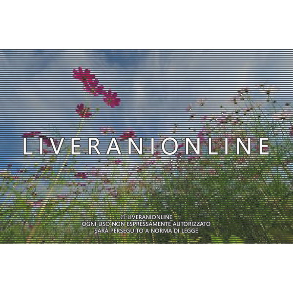 (130102) -- SANYA, Jan. 2, 2013 () -- Photo taken on Jan. 2, 2013 shows a garden cosmos (Cosmos bipinnatus) field in Sanya, south China\'s Hainan Province. (/Hou Jiansen) (lmm) ©Photoshot-ITALY ONLY - EDITORIAL USE ONLY/AGENZIA ALDO LIVERANI SAS