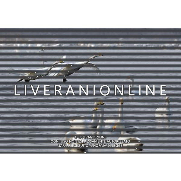 (130107) -- SANMENXIA, Jan. 7, 2013 () -- White swans are seen at the Yellow River wetland in Sanmenxia, central China\'s Henan Province, Jan. 4, 2013. (/Wang Song) (lx) ©photoshot/AGENZIA ALDO LIVERANI SAS - ITALY ONLY - Cigni sul Fiume Giallo a Sanmenxia,