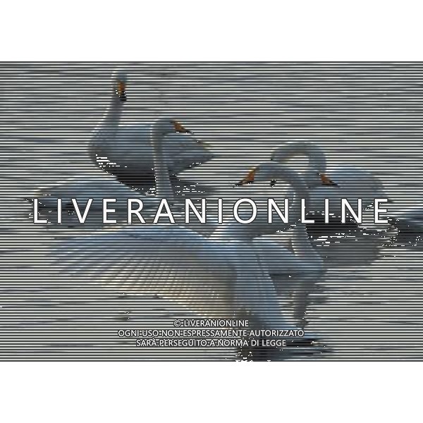 (130107) -- SANMENXIA, Jan. 7, 2013 () -- White swans are seen at the Yellow River wetland in Sanmenxia, central China\'s Henan Province, Jan. 5, 2013. (/Wang Song) (lx) ©photoshot/AGENZIA ALDO LIVERANI SAS - ITALY ONLY - Cigni sul Fiume Giallo a Sanmenxia,
