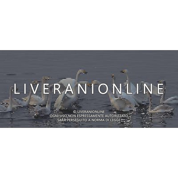 (130107) -- SANMENXIA, Jan. 7, 2013 () -- White swans are seen at the Yellow River wetland in Sanmenxia, central China\'s Henan Province, Jan. 6, 2013. (/Wang Song) (lx) ©photoshot/AGENZIA ALDO LIVERANI SAS - ITALY ONLY - Cigni sul Fiume Giallo a Sanmenxia,