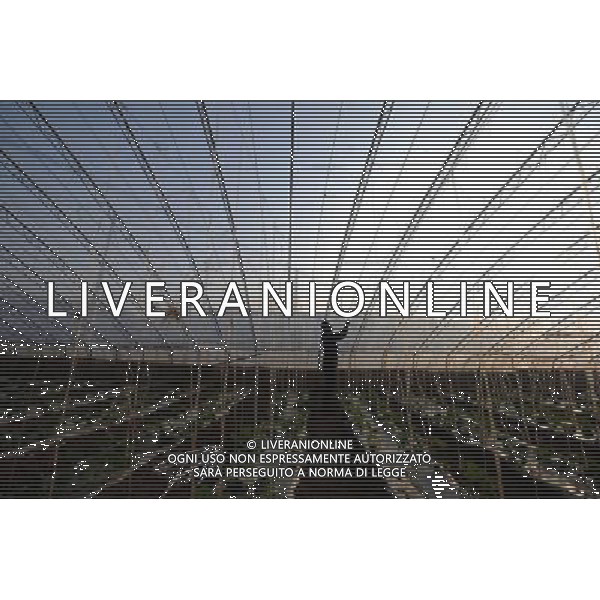 (121218) -- TAIYUAN, Dec. 18, 2012 () -- Ma l\'acqua Villager Zhen bolle di gas di palude in Jingadao Village di Changzhi County, a nord della Cina nella provincia dello Shanxi, 11 dicembre, 2012. Jingadao Villaggio di Changzhi County ha formato una economia a ciclo chiuso. Gli abitanti dei villaggi qui utilizzare gas metano come combustibile dopo la fermentazione degli escrementi di maiale, adottare pulito sistema di smaltimento delle acque reflue, produzione di fertilizzante naturale di escrementi animali e vegetali di piante verdi (/Yan Yan) (lfj) ©Photoshot/AGENZIA ALDO LIVERANI SAS-ITALY ONLY - EDITORIAL USE ONLY