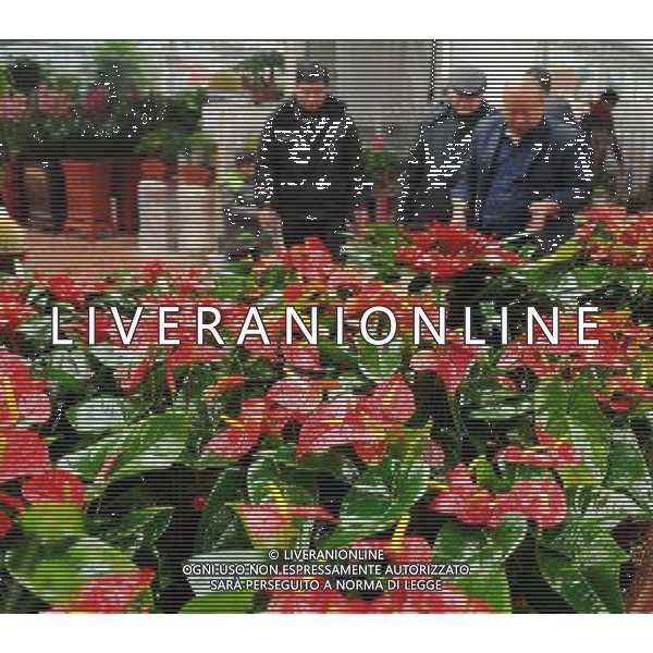 (130110) -- SHIJIAZHUANG, Jan. 10, 2013 () -- Citizens choose flowers at a flower market in Shijiazhuang City, capital of north China\'s Hebei Province, Jan. 10, 2013. Local residents buy flowers for decoration as the Chinese Lunar Spring Festival approaches. (/Zhu Xudong) (yxb) ©Photoshot/AGENZIA ALDO LIVERANI SAS-ITALY ONLY - EDITORIAL USE ONLY