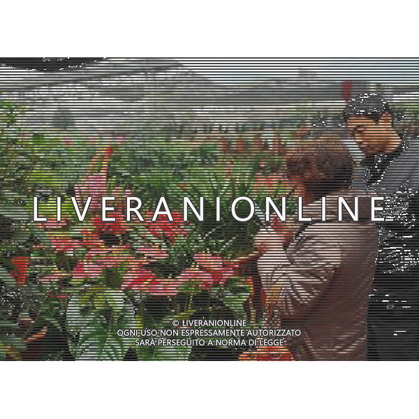 (130110) -- SHIJIAZHUANG, Jan. 10, 2013 () -- Citizens choose flowers at a flower market in Shijiazhuang City, capital of north China\'s Hebei Province, Jan. 10, 2013. Local residents buy flowers for decoration as the Chinese Lunar Spring Festival approaches. (/Zhu Xudong) (yxb) ©Photoshot/AGENZIA ALDO LIVERANI SAS-ITALY ONLY - EDITORIAL USE ONLY