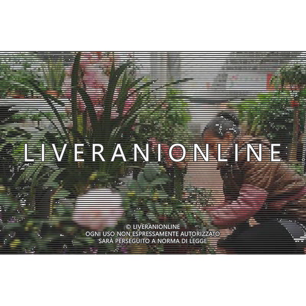 (130110) -- SHIJIAZHUANG, Jan. 10, 2013 () -- A florist arranges flowers at a flower market in Shijiazhuang City, capital of north China\'s Hebei Province, Jan. 10, 2013. Local residents buy flowers for decoration as the Chinese Lunar Spring Festival approaches. (/Zhu Xudong) (yxb) ©Photoshot/AGENZIA ALDO LIVERANI SAS-ITALY ONLY - EDITORIAL USE ONLY