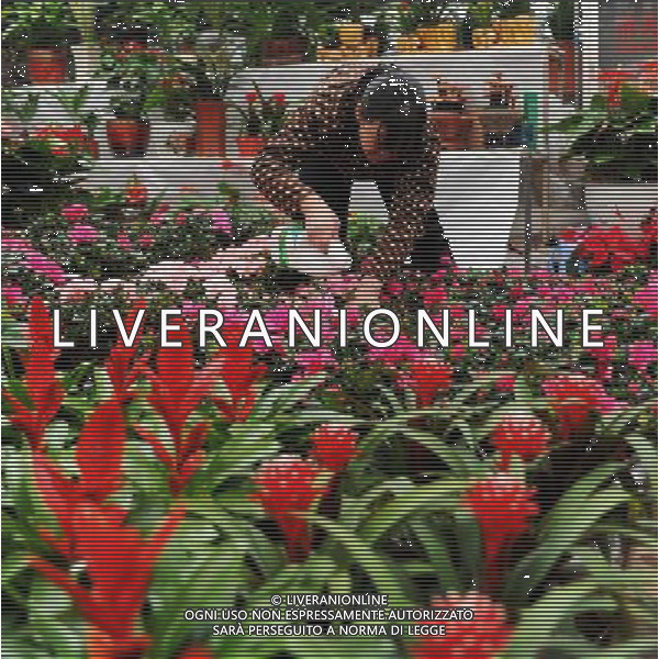 (130110) -- SHIJIAZHUANG, Jan. 10, 2013 () -- A florist waters flowers at a flower market in Shijiazhuang City, capital of north China\'s Hebei Province, Jan. 10, 2013. Local residents buy flowers for decoration as the Chinese Lunar Spring Festival approaches. (/Zhu Xudong) (yxb) ©Photoshot/AGENZIA ALDO LIVERANI SAS-ITALY ONLY - EDITORIAL USE ONLY