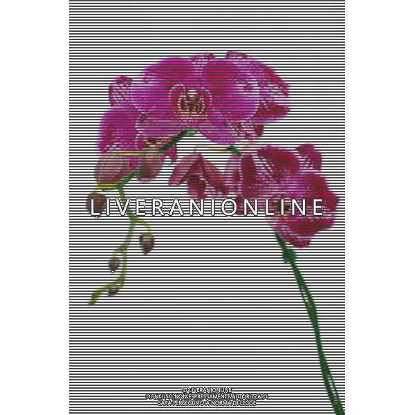 (130110) -- SANYA, Jan. 10, 2013 () -- Photo taken on Jan. 10, 2013 shows an orchid at the 7th China (Sanya) International Orchid Expo in Sanya, south China\'s Hainan Province. The expo opened here on Thursday, attracting exhibitors from 20 countries and regions. (/Hou Jiansen) (zz) ©Photoshot/AGENZIA ALDO LIVERANI SAS-ITALY ONLY - EDITORIAL USE ONLY