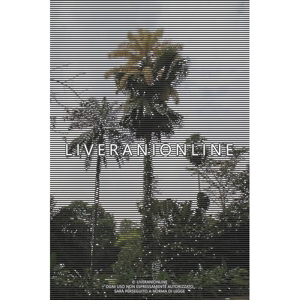 (130120) -- SINGAPORE, Jan. 20, 2013 () -- Photo taken on Jan. 9, 2013 shows a flowering palm tree at Singapore Botanic Gardens. This kind of palm trees normally have a life expectancy of 30 to 80 years. It only blossom once in its life and die after producing the seeds. The palm at Singapore Botanic Gardens has been lived for 80 years and recently blossomed with about 24 million flowers. (/Chen Jipeng) ©Photoshot/AGENZIA ALDO LIVERANI SAS-ITALY ONLY - EDITORIAL USE ONLY