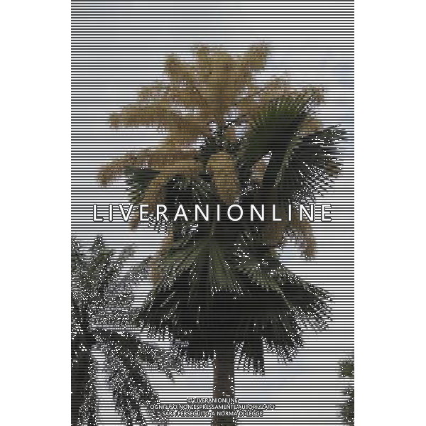 (130120) -- SINGAPORE, Jan. 20, 2013 () -- Photo taken on Jan. 9, 2013 shows a flowering palm tree at Singapore Botanic Gardens. This kind of palm trees normally have a life expectancy of 30 to 80 years. It only blossom once in its life and die after producing the seeds. The palm at Singapore Botanic Gardens has been lived for 80 years and recently blossomed with about 24 million flowers. (/Chen Jipeng) ©Photoshot/AGENZIA ALDO LIVERANI SAS-ITALY ONLY - EDITORIAL USE ONLY