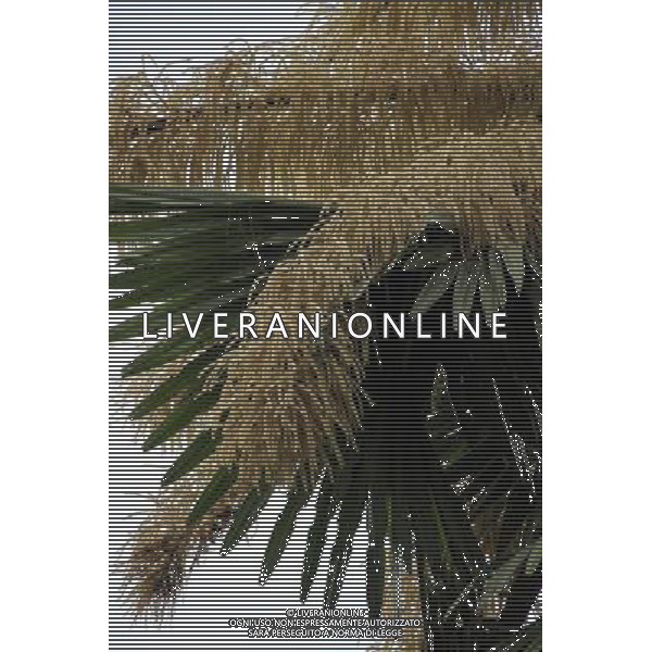 (130120) -- SINGAPORE, Jan. 20, 2013 () -- Photo taken on Jan. 9, 2013 shows a flowering palm tree at Singapore Botanic Gardens. This kind of palm trees normally have a life expectancy of 30 to 80 years. It only blossom once in its life and die after producing the seeds. The palm at Singapore Botanic Gardens has been lived for 80 years and recently blossomed with about 24 million flowers. (/Chen Jipeng) ©Photoshot/AGENZIA ALDO LIVERANI SAS-ITALY ONLY - EDITORIAL USE ONLY