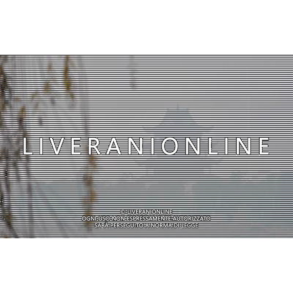 (130120) -- CHANGSHA, Jan. 20, 2013 () -- Photo taken on Jan. 20, 2013 shows the fog-enveloped Gongji Tower in Juzizhou, an islet on the Xiangjiang River, in Changsha, capital of central China\'s Hunan Province. (/Long Hongtao) (ry) ©Photoshot/AGENZIA ALDO LIVERANI SAS-ITALY ONLY - EDITORIAL USE ONLY