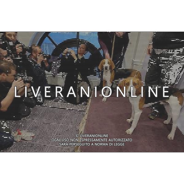 The Westminster Kennel Club (WKC) announces its 2013 additions to its world-renowned 137th Annual purebred dog show. Two new breeds will be shown - Russell Terriers and Treeing Walker Coonhounds ©Photoshot/AGENZIA ALDO LIVERANI SAS-ITALY ONLY - EDITORIAL USE ONLY