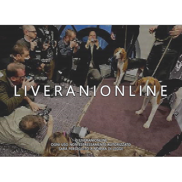 The Westminster Kennel Club (WKC) announces its 2013 additions to its world-renowned 137th Annual purebred dog show. Two new breeds will be shown - Russell Terriers and Treeing Walker Coonhounds ©Photoshot/AGENZIA ALDO LIVERANI SAS-ITALY ONLY - EDITORIAL USE ONLY