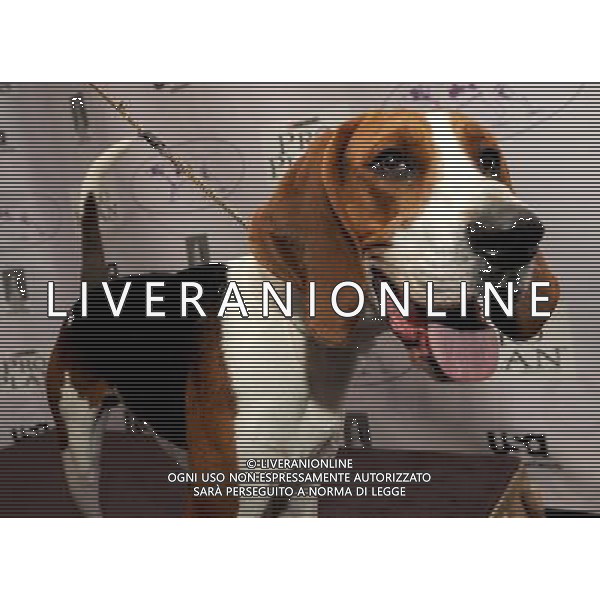 The Westminster Kennel Club (WKC) announces its 2013 additions to its world-renowned 137th Annual purebred dog show. Two new breeds will be shown - Russell Terriers and Treeing Walker Coonhounds ©Photoshot/AGENZIA ALDO LIVERANI SAS-ITALY ONLY - EDITORIAL USE ONLY