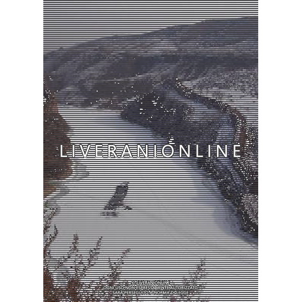 (130204) -- HOHHOT, Feb. 4, 2013 () -- Photo taken on Feb. 3, 2013 shows the snow scenery at the Laoniuwan section of the Yellow River in Qingshuihe County, north China\'s Inner Mongolia Autonomous Region. (/Li Yunping) (lmm) ©photoshot/AGENZIA ALDO LIVERANI SAS - ITALY ONLY - Il paesaggio innevato nella sezione Laoniuwan del Fiume Giallo coperto dalla neve in Qingshuihe County, a nord della Cina Regione Autonoma della Mongolia interna.