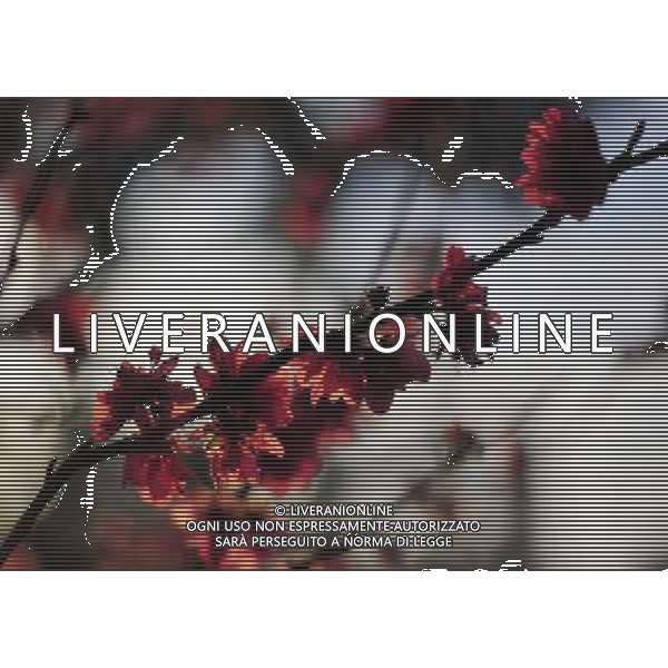 (130218) -- GUANGZHOU, Feb. 18, 2013 () -- Photo taken on Feb. 18, 2013 shows the peach blossoms at Baiyun mountain in Guangzhou, capital of south China\'s Guangdong Province. The peach blossoms in Taohuajian of the mountain bloomed and attracted many visitors. (/Chen Yehua) (zkr) ©Photoshot/AGENZIA ALDO LIVERANI SAS-ITALY ONLY - EDITORIAL USE ONLY