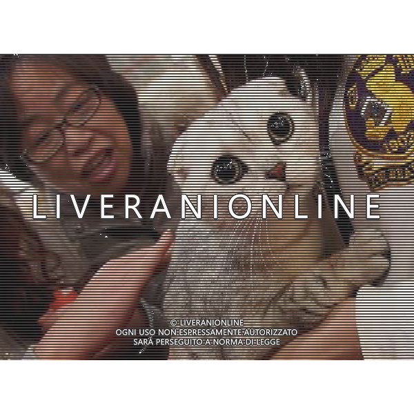 (130303) -- SHANGHAI, March 3, 2013 () -- People look at a pet cat at the 5th Shanghai Pet Fair in east China\'s Shanghai Municipality, March 3, 2013. The three-day pet fair opened here on March 1. (/Chen Fei) (wjq) ©photoshot/AGENZIA ALDO LIVERANI SAS - ITALY ONLY - Cani e gatti alla 5a Fiera di cuccioli e animali di Shanghai Cina, 3 marzo 2013.