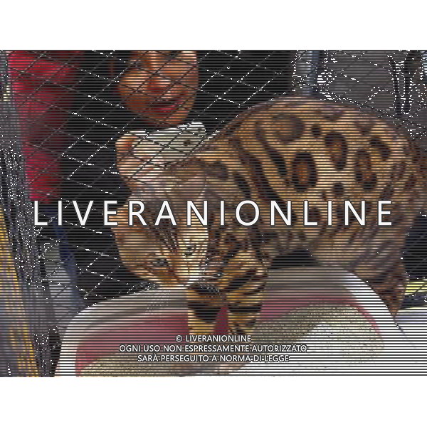 (130303) -- SHANGHAI, March 3, 2013 () -- A woman takes pictures of a leopard cat at the 5th Shanghai Pet Fair in east China\'s Shanghai Municipality, March 3, 2013. The three-day pet fair opened here on March 1. (/Chen Fei) (wjq) ©photoshot/AGENZIA ALDO LIVERANI SAS - ITALY ONLY - Cani e gatti alla 5a Fiera di cuccioli e animali di Shanghai Cina, 3 marzo 2013.