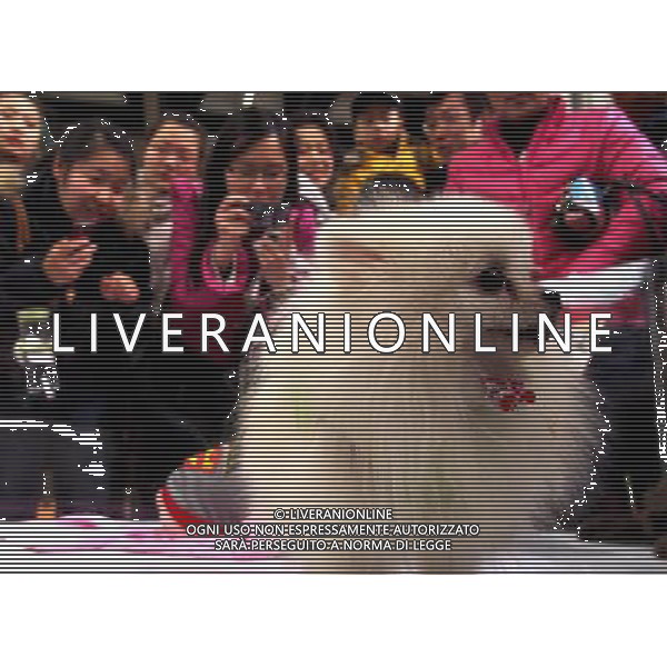 (130303) -- SHANGHAI, March 3, 2013 () -- People take pictures of a pet dog at the 5th Shanghai Pet Fair in east China\'s Shanghai Municipality, March 3, 2013. The three-day pet fair opened here on March 1. (/Chen Fei) (wjq) ©photoshot/AGENZIA ALDO LIVERANI SAS - ITALY ONLY - Cani e gatti alla 5a Fiera di cuccioli e animali di Shanghai Cina, 3 marzo 2013.