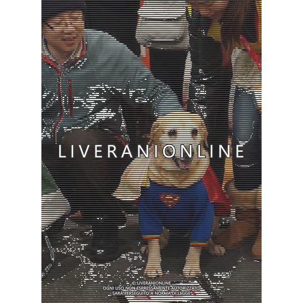 (130303) -- SHANGHAI, March 3, 2013 () -- A pet dog takes part in a dog short-distance running competition at the 5th Shanghai Pet Fair in east China\'s Shanghai Municipality, March 3, 2013. The three-day pet fair opened here on March 1.(/Chen Fei) (wjq) ©photoshot/AGENZIA ALDO LIVERANI SAS - ITALY ONLY - Cani e gatti alla 5a Fiera di cuccioli e animali di Shanghai Cina, 3 marzo 2013.