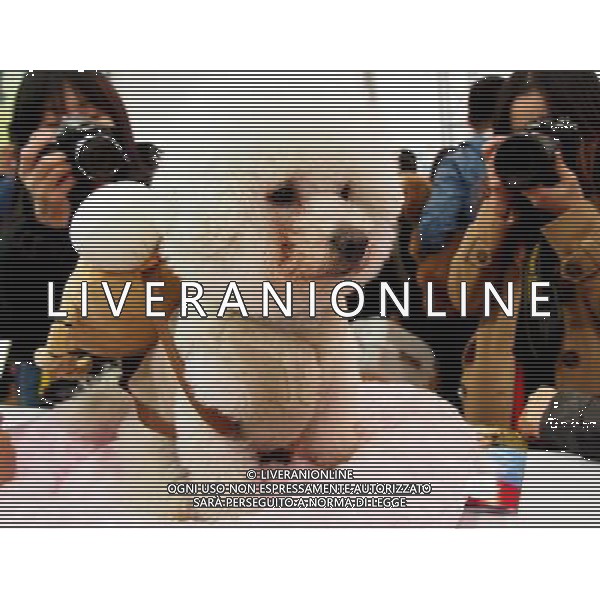 (130303) -- SHANGHAI, March 3, 2013 () -- People take pictures of a pet dog at the 5th Shanghai Pet Fair in east China\'s Shanghai Municipality, March 3, 2013. The three-day pet fair opened here on March 1. (/Chen Fei) (wjq) ©photoshot/AGENZIA ALDO LIVERANI SAS - ITALY ONLY - Cani e gatti alla 5a Fiera di cuccioli e animali di Shanghai Cina, 3 marzo 2013.