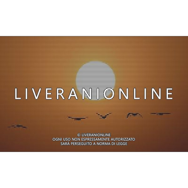 (130304) -- DUCHANG, March 4, 2013 () -- Migrant birds fly over the Poyang Lake in east China\'s Jiangxi Province, March 4, 2013. With temperatures rising, migrant birds have begun leaving Poyang Lake where they spent the winter. (/Fu Jianbin) (zc) ©photoshot/AGENZIA ALDO LIVERANI SAS - ITALY ONLY - Gli uccelli migratori volano sul lago Poyang nella zona est della Cina nella provincia del Jiangxi, il 4 marzo 2013.