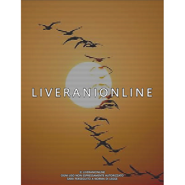 (130304) -- DUCHANG, March 4, 2013 () -- Migrant birds fly over the Poyang Lake in east China\'s Jiangxi Province, March 4, 2013. With temperatures rising, migrant birds have begun leaving Poyang Lake where they spent the winter. (/Fu Jianbin) (zc) ©photoshot/AGENZIA ALDO LIVERANI SAS - ITALY ONLY - Gli uccelli migratori volano sul lago Poyang nella zona est della Cina nella provincia del Jiangxi, il 4 marzo 2013.