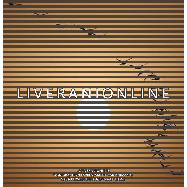 (130304) -- DUCHANG, March 4, 2013 () -- Migrant birds fly over the Poyang Lake in east China\'s Jiangxi Province, March 4, 2013. With temperatures rising, migrant birds have begun leaving Poyang Lake where they spent the winter. (/Fu Jianbin) (zc) ©photoshot/AGENZIA ALDO LIVERANI SAS - ITALY ONLY - Gli uccelli migratori volano sul lago Poyang nella zona est della Cina nella provincia del Jiangxi, il 4 marzo 2013.