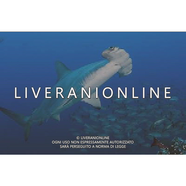 Three types of critically endangered but commercially valuable shark have been given added protection at the Cites meeting in Bangkok. The oceanic whitetip, three varieties of hammerheads and the porbeagle are all said to be seriously threatened by overfishing. SCALLOPED HAMMERHEAD AG ALDO LIVERANI S A S ONLY ITALY