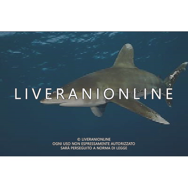 Three types of critically endangered but commercially valuable shark have been given added protection at the Cites meeting in Bangkok. The oceanic whitetip, three varieties of hammerheads and the porbeagle are all said to be seriously threatened by overfishing. Oceanic Whitetip Shark, Carcharhinus lon.......... AG ALDO LIVERANI S A S ONLY ITALY