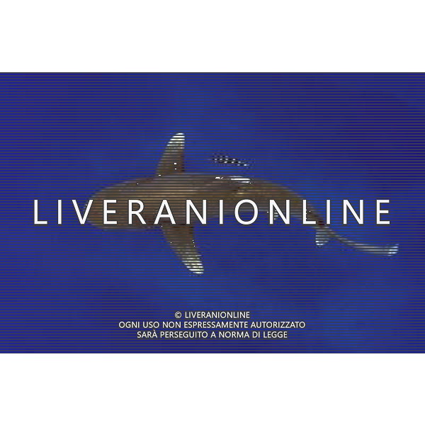 Three types of critically endangered but commercially valuable shark have been given added protection at the Cites meeting in Bangkok. The oceanic whitetip, three varieties of hammerheads and the porbeagle are all said to be seriously threatened by overfishing. Oceanic whitetip shark AG ALDO LIVERANI S A S ONLY ITALY