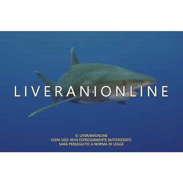 Three types of critically endangered but commercially valuable shark have been given added protection at the Cites meeting in Bangkok. The oceanic whitetip, three varieties of hammerheads and the porbeagle are all said to be seriously threatened by overfishing. Oceanic whitetip shark AG ALDO LIVERANI S A S ONLY ITALY