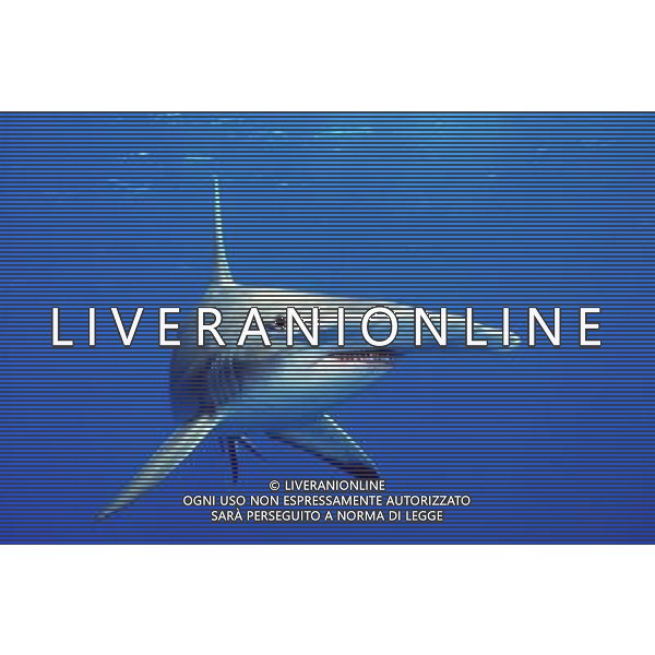 Three types of critically endangered but commercially valuable shark have been given added protection at the Cites meeting in Bangkok. The oceanic whitetip, three varieties of hammerheads and the porbeagle are all said to be seriously threatened by overfishing. Great Hammerhead shark AG ALDO LIVERANI S A S ONLY ITALY