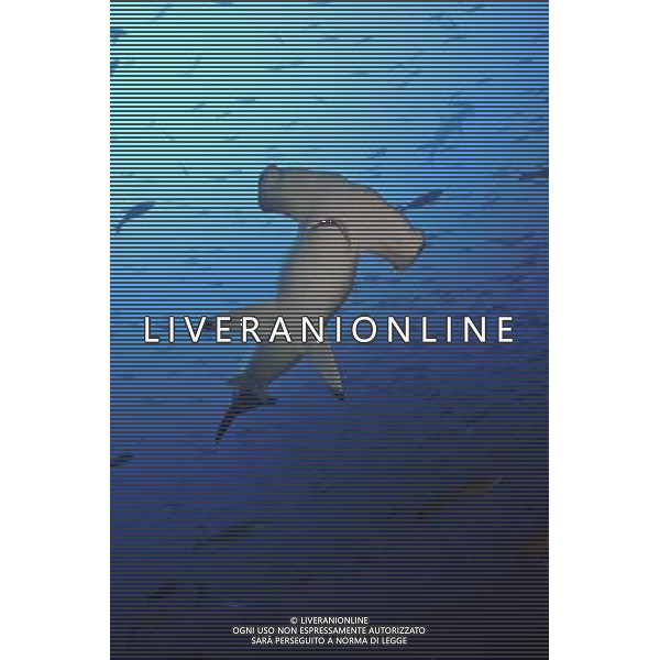 Three types of critically endangered but commercially valuable shark have been given added protection at the Cites meeting in Bangkok. The oceanic whitetip, three varieties of hammerheads and the porbeagle are all said to be seriously threatened by overfishing. Scalloped hammerhead shark.......... AG ALDO LIVERANI S A S ONLY ITALY