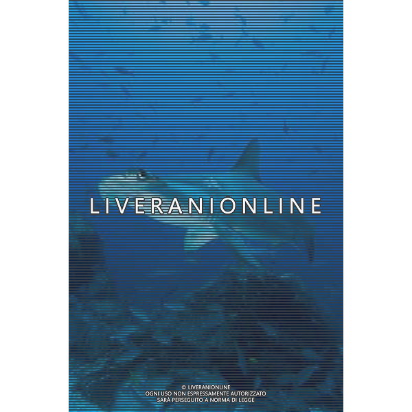 Three types of critically endangered but commercially valuable shark have been given added protection at the Cites meeting in Bangkok. The oceanic whitetip, three varieties of hammerheads and the porbeagle are all said to be seriously threatened by overfishing. HAMMERHEAD SHARK AG ALDO LIVERANI S A S ONLY ITALY