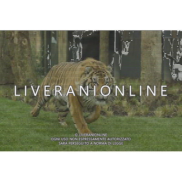 H.R.H the Duke of Edinburgh officially opens the new Tiger Terrority enclosure which will house two critically-endangered Sumatran tigers Jae Jae (male) and Melati (female) London Zoo, London. : Jae Jae ©photoshot/AGENZIA ALDO LIVERANI SAS - ITALY ONLY - Una delle due tigri di Sumatra in via di estinzione ospitate nello Zoo di Londra